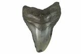 Bargain, Fossil Megalodon Tooth - South Carolina #124754-1